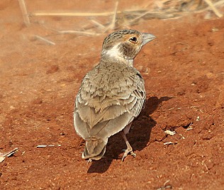 Harlekinlerche, 0,1, Eremopterix signata, Chestnut-Headed Sparrow Lark